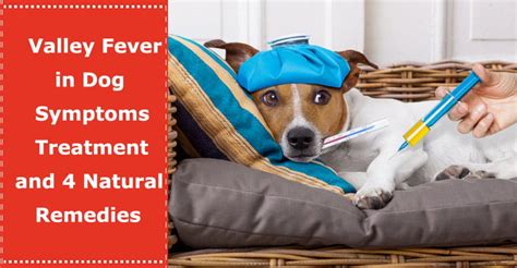 6. . Valley fever prevention in dogs